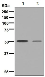 Western blot - Anti-Oct6 antibody [EP5421] - BSA and Azide free (AB248163)