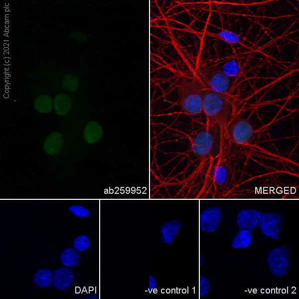 Immunocytochemistry/ Immunofluorescence - Anti-Oct6 antibody [EPR24057-94] (AB259952)