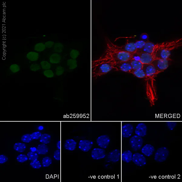 Immunocytochemistry/ Immunofluorescence - Anti-Oct6 antibody [EPR24057-94] - BSA and Azide free (AB281842)