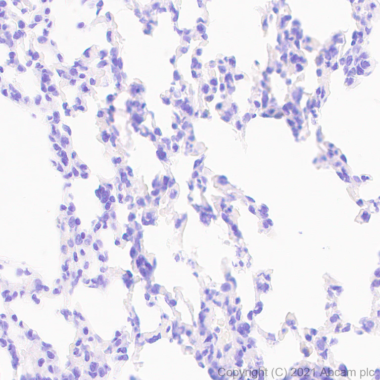 Immunohistochemistry (Formalin/PFA-fixed paraffin-embedded sections) - Anti-Oct6 antibody [EPR24057-94] - BSA and Azide free (AB281842)