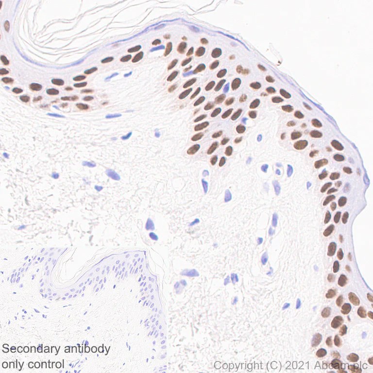Immunohistochemistry (Formalin/PFA-fixed paraffin-embedded sections) - Anti-Oct6 antibody [EPR24057-94] - BSA and Azide free (AB281842)