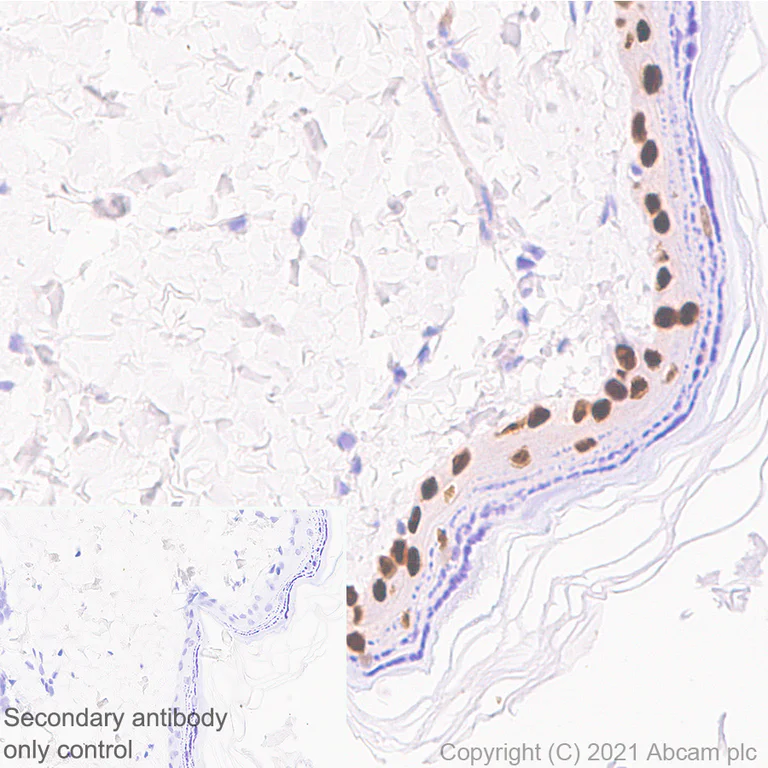 Immunohistochemistry (Formalin/PFA-fixed paraffin-embedded sections) - Anti-Oct6 antibody [EPR24057-94] - BSA and Azide free (AB281842)