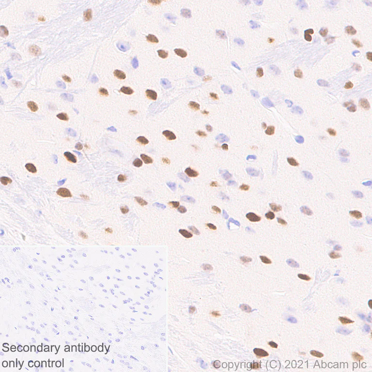Immunohistochemistry (Formalin/PFA-fixed paraffin-embedded sections) - Anti-Oct6 antibody [EPR24057-94] - BSA and Azide free (AB281842)