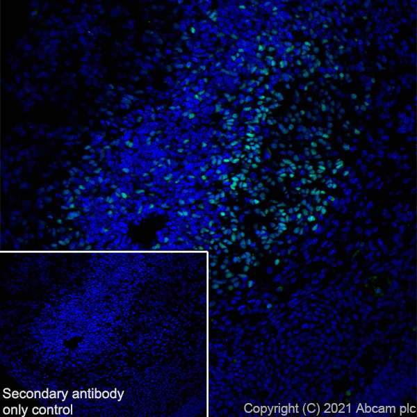 Immunohistochemistry (Frozen sections) - Anti-Oct6 antibody [EPR24057-94] - BSA and Azide free (AB281842)