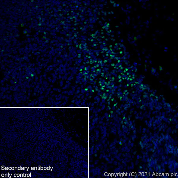 Immunohistochemistry (Frozen sections) - Anti-Oct6 antibody [EPR24057-94] - BSA and Azide free (AB281842)