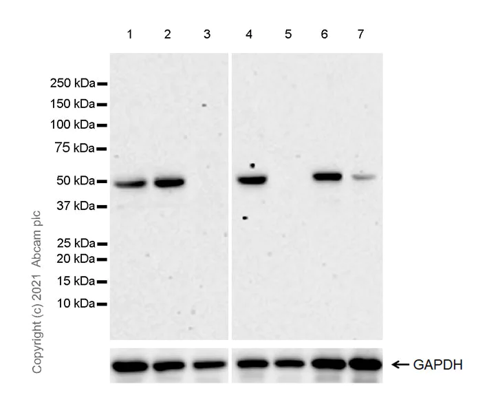 Western blot - Anti-Oct6 antibody [EPR24057-94] - BSA and Azide free (AB281842)
