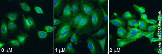 Immunocytochemistry/ Immunofluorescence - OcTMAB™, dynamin I and dynamin II inhibitor (AB120467)