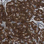 Immunohistochemistry (Formalin/PFA-fixed paraffin-embedded sections) - Anti-ODR4/TTG1 antibody (AB121495)