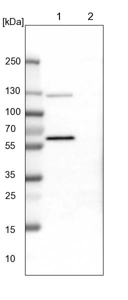 Western blot - Anti-ODR4/TTG1 antibody (AB121495)