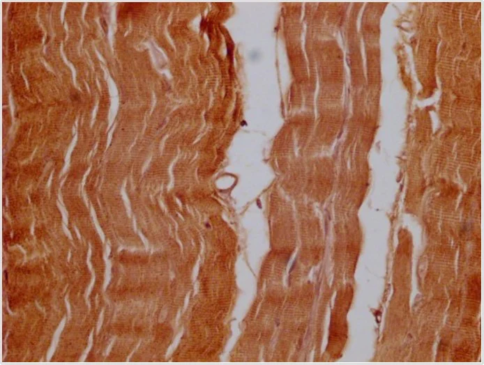 Immunohistochemistry (Formalin/PFA-fixed paraffin-embedded sections) - Anti-OFD1 antibody (AB222837)