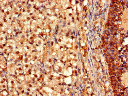 Immunohistochemistry (Formalin/PFA-fixed paraffin-embedded sections) - Anti-OFD1 antibody (AB222837)