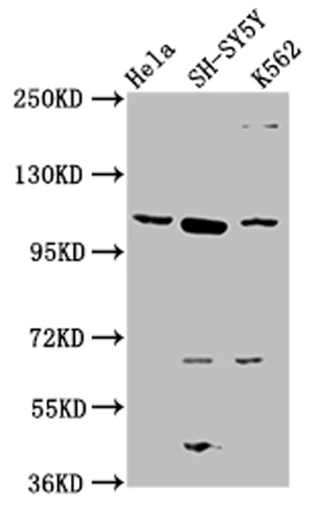 Western blot - Anti-OFD1 antibody (AB222837)