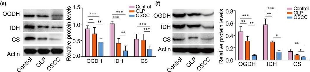Anti-OGDH antibody - C-terminal