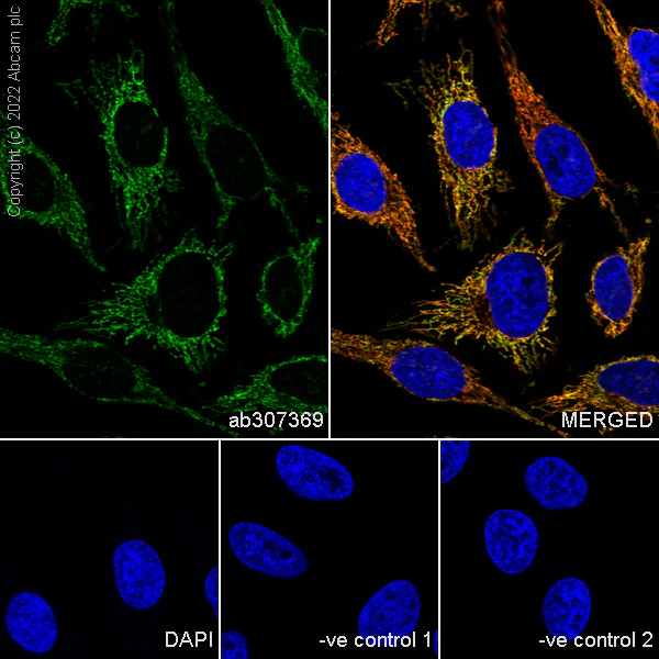 Immunocytochemistry/ Immunofluorescence - Anti-OGDH antibody [EPR27181-78] - BSA and Azide free (AB307370)