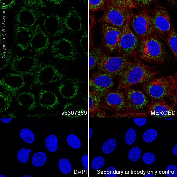 Immunocytochemistry/ Immunofluorescence - Anti-OGDH antibody [EPR27181-78] - BSA and Azide free (AB307370)