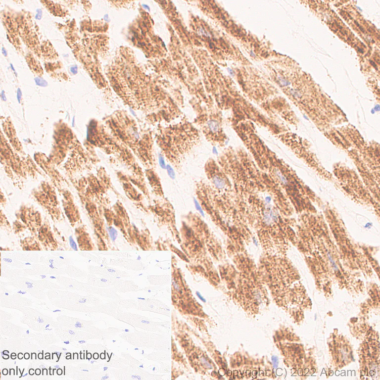 Immunohistochemistry (Formalin/PFA-fixed paraffin-embedded sections) - Anti-OGDH antibody [EPR27181-78] - BSA and Azide free (AB307370)