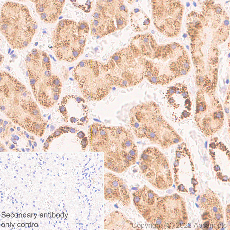 Immunohistochemistry (Formalin/PFA-fixed paraffin-embedded sections) - Anti-OGDH antibody [EPR27181-78] - BSA and Azide free (AB307370)