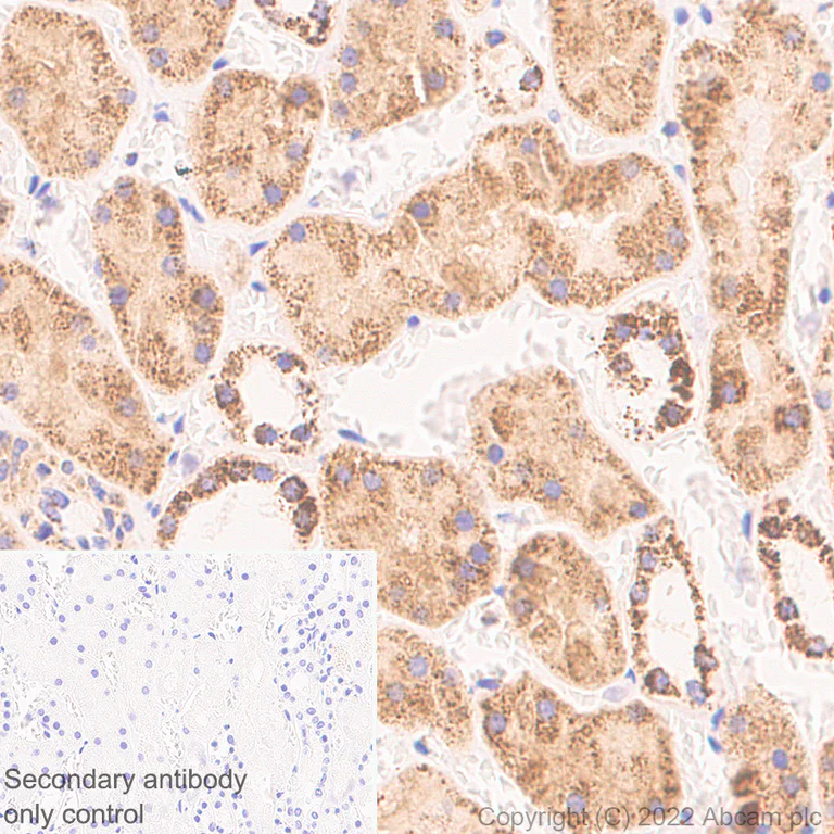 Immunohistochemistry (Formalin/PFA-fixed paraffin-embedded sections) - Anti-OGDH antibody [EPR27181-78] - BSA and Azide free (AB307370)