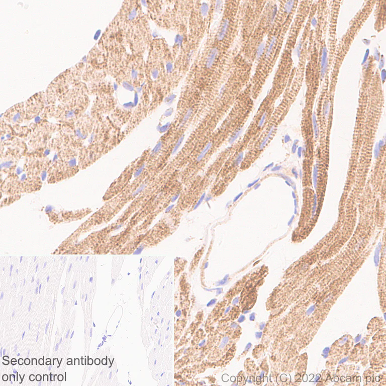 Immunohistochemistry (Formalin/PFA-fixed paraffin-embedded sections) - Anti-OGDH antibody [EPR27181-78] - BSA and Azide free (AB307370)