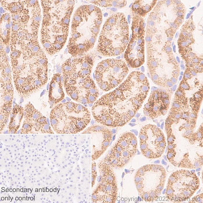 Immunohistochemistry (Formalin/PFA-fixed paraffin-embedded sections) - Anti-OGDH antibody [EPR27181-78] - BSA and Azide free (AB307370)