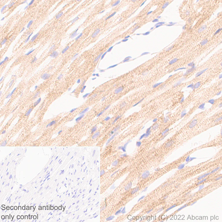 Immunohistochemistry (Formalin/PFA-fixed paraffin-embedded sections) - Anti-OGDH antibody [EPR27181-78] - BSA and Azide free (AB307370)
