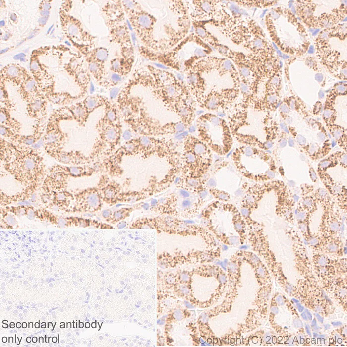 Immunohistochemistry (Formalin/PFA-fixed paraffin-embedded sections) - Anti-OGDH antibody [EPR27181-78] - BSA and Azide free (AB307370)
