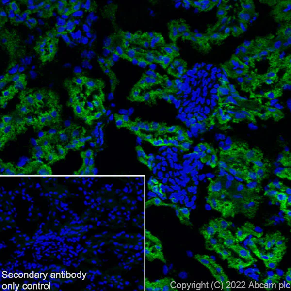 Immunohistochemistry (Frozen sections) - Anti-OGDH antibody [EPR27181-78] - BSA and Azide free (AB307370)
