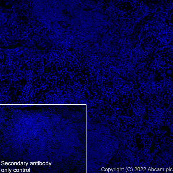 Immunohistochemistry (Frozen sections) - Anti-OGDH antibody [EPR27181-78] - BSA and Azide free (AB307370)