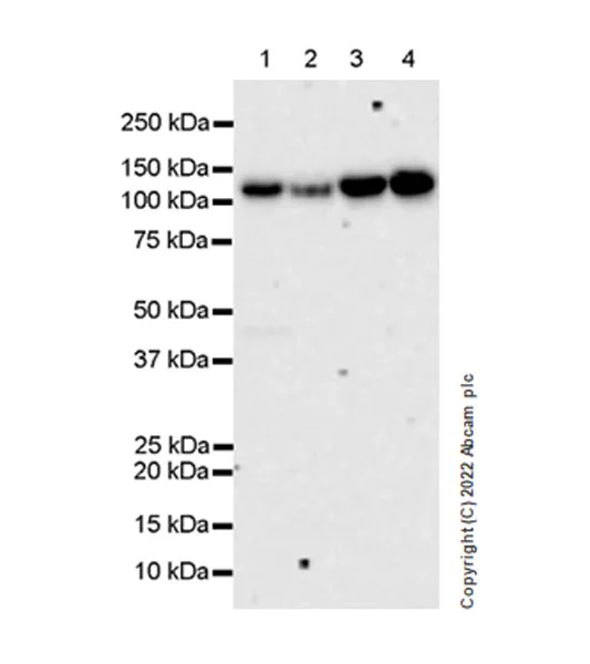 Western blot - Anti-OGDH antibody [EPR27181-78] - BSA and Azide free (AB307370)
