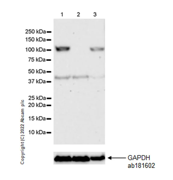 Western blot - Anti-OGDH antibody [EPR27181-78] - BSA and Azide free (AB307370)