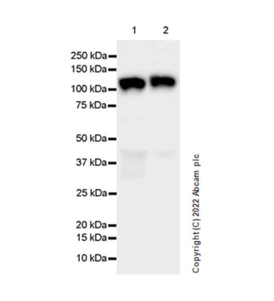 Western blot - Anti-OGDH antibody [EPR27181-78] - BSA and Azide free (AB307370)