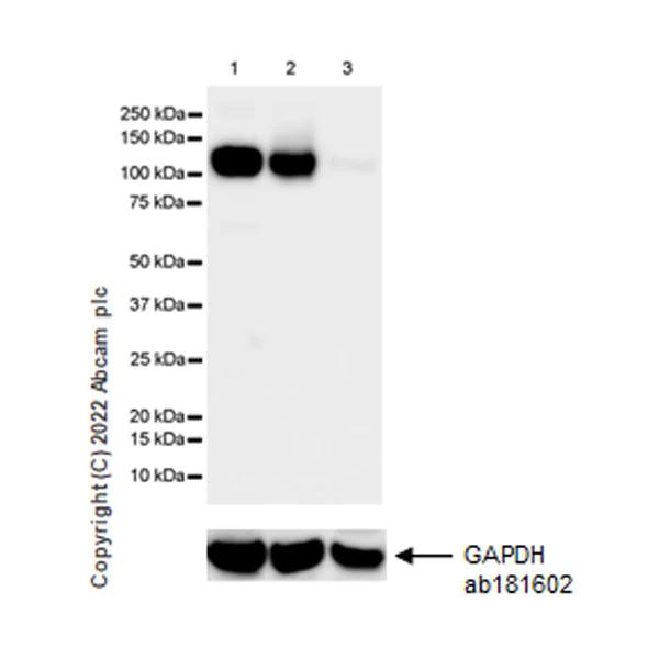 Western blot - Anti-OGDH antibody [EPR27181-78] - BSA and Azide free (AB307370)