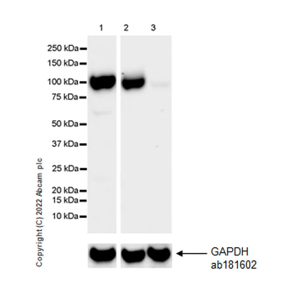 Western blot - Anti-OGDH antibody [EPR27181-78] - BSA and Azide free (AB307370)
