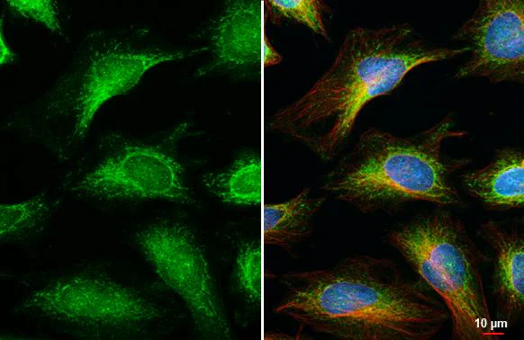 Immunocytochemistry/ Immunofluorescence - Anti-OGDH antibody [HL2072] - BSA and Azide free (AB327535)