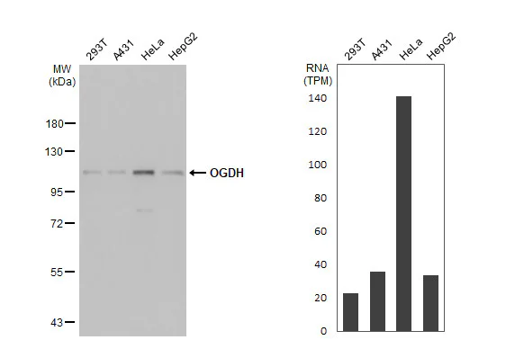 Western blot - Anti-OGDH antibody [HL2072] - BSA and Azide free (AB327535)