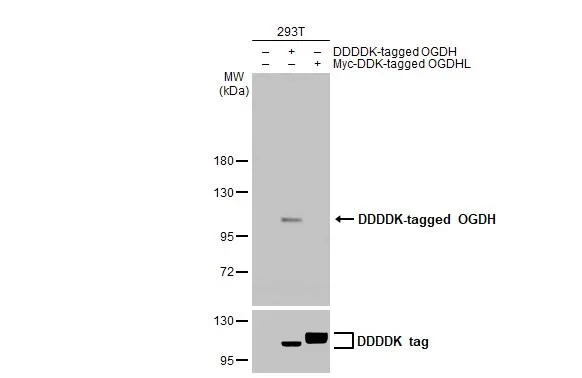 Western blot - Anti-OGDH antibody [HL2072] - BSA and Azide free (AB327535)
