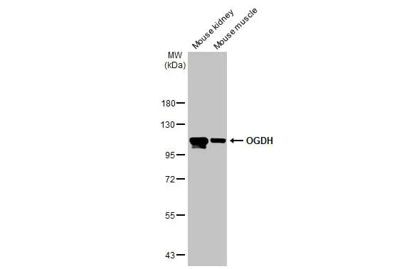 Western blot - Anti-OGDH antibody [HL2072] - BSA and Azide free (AB327535)
