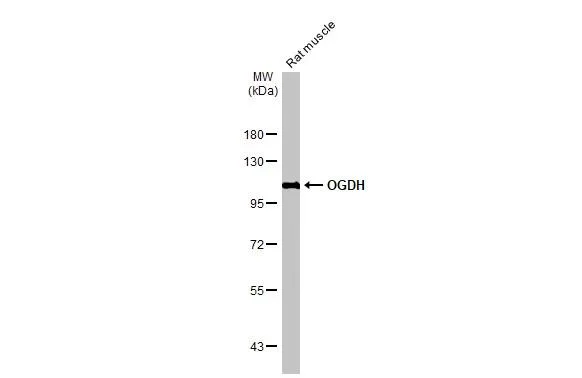 Western blot - Anti-OGDH antibody [HL2072] - BSA and Azide free (AB327535)