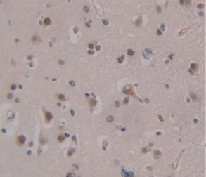 Immunohistochemistry (Formalin/PFA-fixed paraffin-embedded sections) - Anti-Ogg1 antibody (AB233214)
