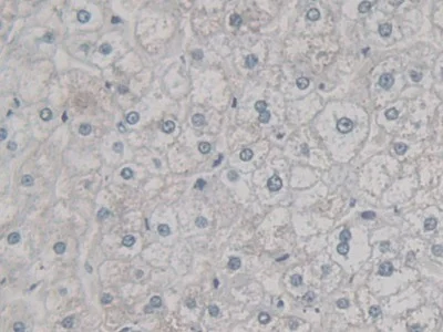 Immunohistochemistry (Formalin/PFA-fixed paraffin-embedded sections) - Anti-Ogg1 antibody (AB233214)