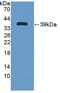 Western blot - Anti-Ogg1 antibody (AB233214)