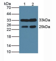Western blot - Anti-Ogg1 antibody (AB233214), expandable thumbnail