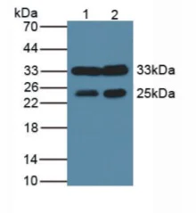 Western blot - Anti-Ogg1 antibody (AB233214)