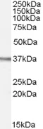 Western blot - Anti-Ogg1 antibody (AB62826)