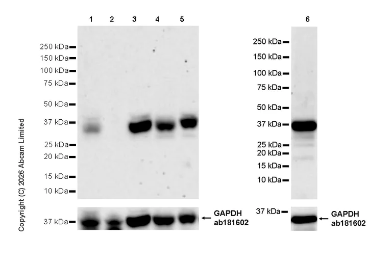 Western blot - Anti-Ogg1 antibody [EPR30460-91] (AB325706)