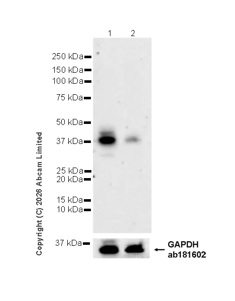 Western blot - Anti-Ogg1 antibody [EPR30460-91] (AB325706)
