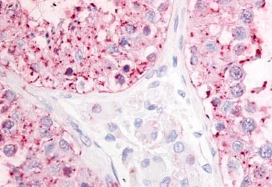 Immunohistochemistry (Formalin/PFA-fixed paraffin-embedded sections) - Anti-OGR1 antibody - Cytoplasmic domain (AB188964)