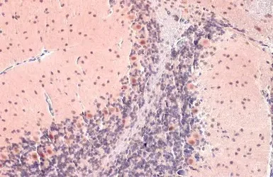 Immunohistochemistry (Formalin/PFA-fixed paraffin-embedded sections) - Anti-OGT / O-Linked N-Acetylglucosamine Transferase antibody (AB96718)