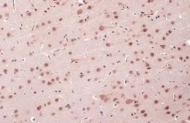 Immunohistochemistry (Formalin/PFA-fixed paraffin-embedded sections) - Anti-OGT / O-Linked N-Acetylglucosamine Transferase antibody (AB96718)