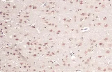 Immunohistochemistry (Formalin/PFA-fixed paraffin-embedded sections) - Anti-OGT / O-Linked N-Acetylglucosamine Transferase antibody (AB96718)